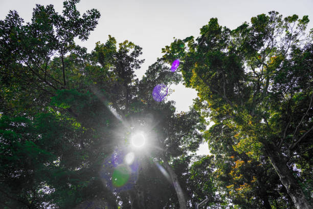 istock Sunshine through the trees in morning.Dark forest on isolated white sky background. 1307243086