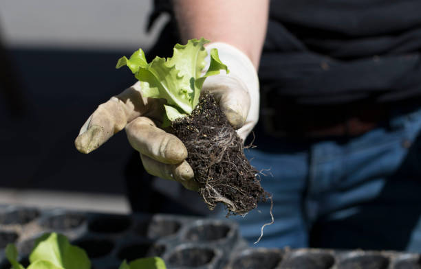 istock putting seedlings in the ground by hand 1307243940