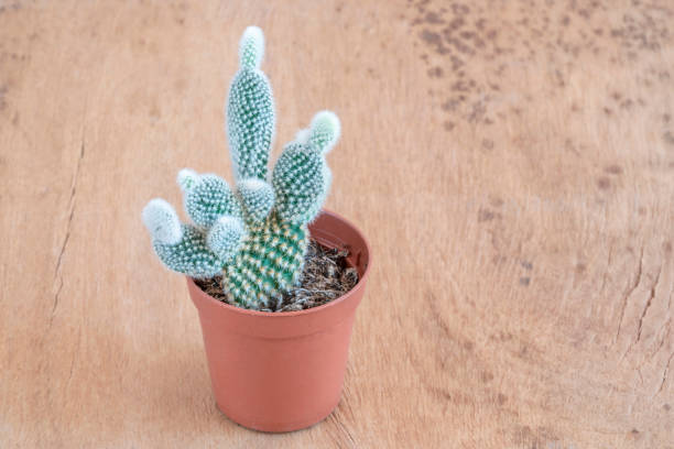 istock small cactus plant in the pot on a wooden table 1307244682