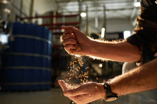 Male Hands Pouring Crops in Sunlight Close up of male hands pouring wheat crops in golden sunlight with brewery workshop in background, copy space brewery stock pictures, royalty-free photos & images