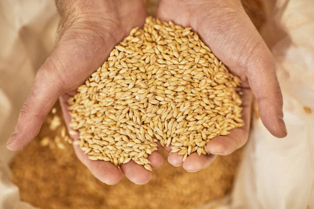 istock Heart Shaped Handful of Crops 1307245340