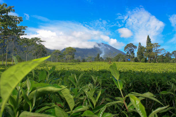 istock The view on the tea garden 1307245718