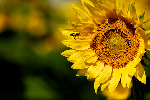 A honeybee flying toward a bloomed out sunflower ready to do its part in pollination.