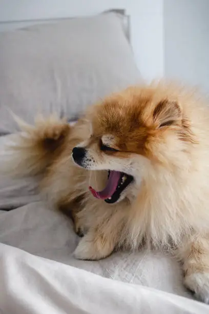 Photo of A red pomeranian dog lying on the bed with grey bed linen yawning with his mouth wide open viewed from back view in a modern interior room