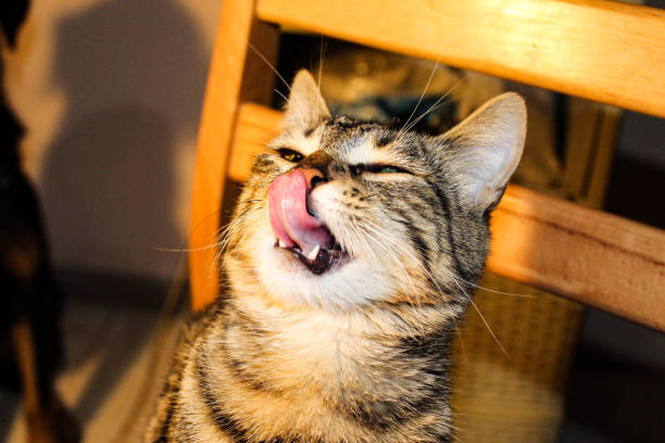 istock Happy Cat with her tongue outside 1307248249