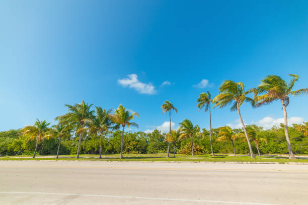 istock Palm trees in Smathers beach seen from the water 1307249029