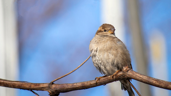 A young house sparrow, close-up, basking in the sun in spring in the stems of grapes against a blue sky.
