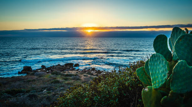 istock Prickly pear plants by the sea in Alghero shore at sunset 1307251183