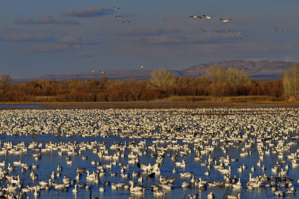 istock Overwintering snow geese flock in New Mexico 1307251291