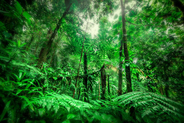 istock Thick vegetation in Basse Terre jungle 1307251353