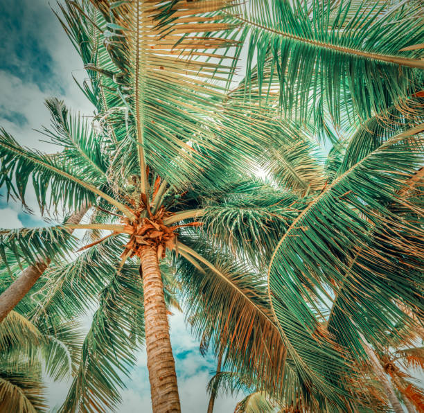 istock Palm trees under a cloudy sky in Guadeloupe 1307251564