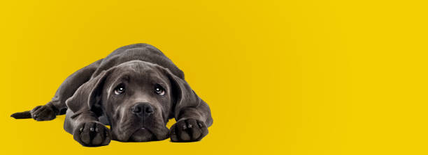 Cane Corso puppy laying in front of a yellow background Cane Corso puppy laying in front of a yellow background looking up being really sad cane corso stock pictures, royalty-free photos & images