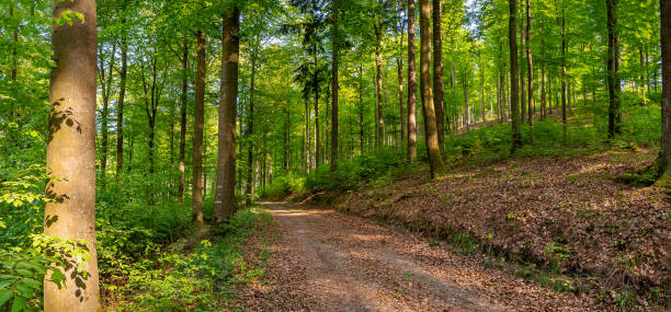 ภาพพาโนรามาที่มีเส้นทางป่าในป่าผสมในฤดูใบไม้ผลิในตอนเช้า - forest bathing ภาพสต็อก ภาพถ่ายและรูปภาพปลอดค่าลิขสิทธิ์