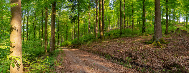 istock Panorama with a forest track in a mixed forest in spring in the morning. 1307252556