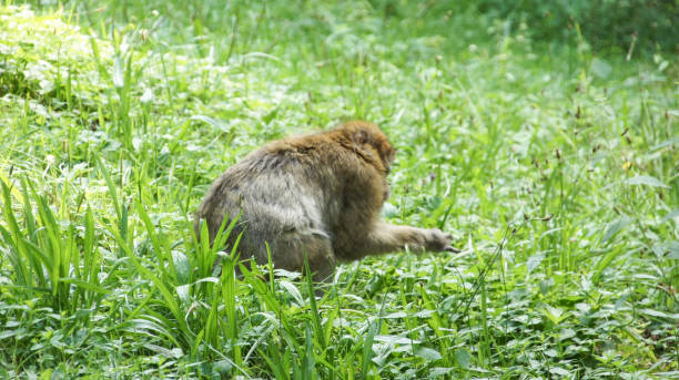istock Nature Outdoor Photography Relaxed Monkey 1307253156