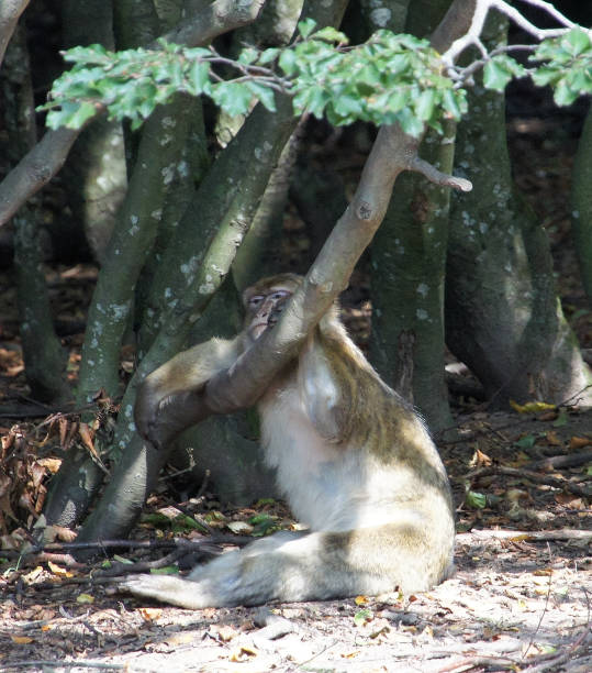istock Nature Outdoor Photography Relaxed Monkey 1307253160