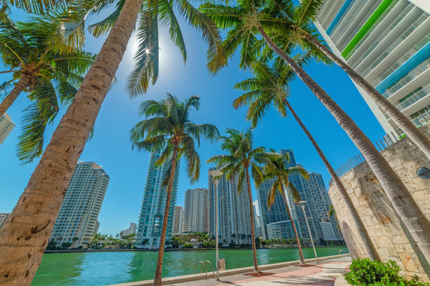 Palm trees and skyscrapers in Miami riverwalk stock photo