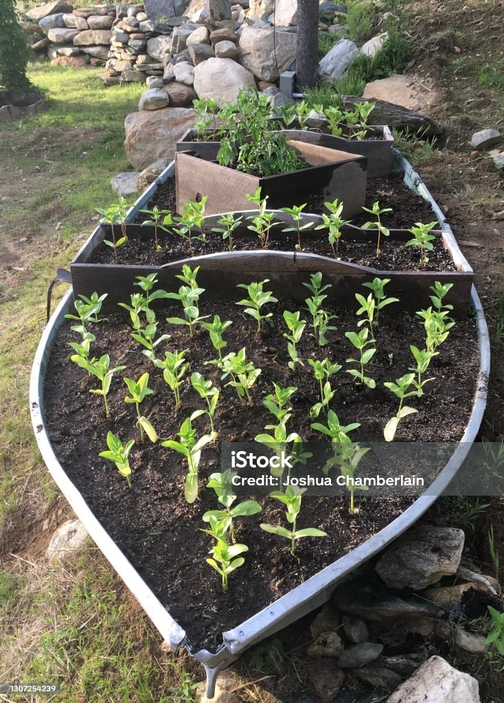 Zinnias planted in Row Boat Flowerbed Stock Photo