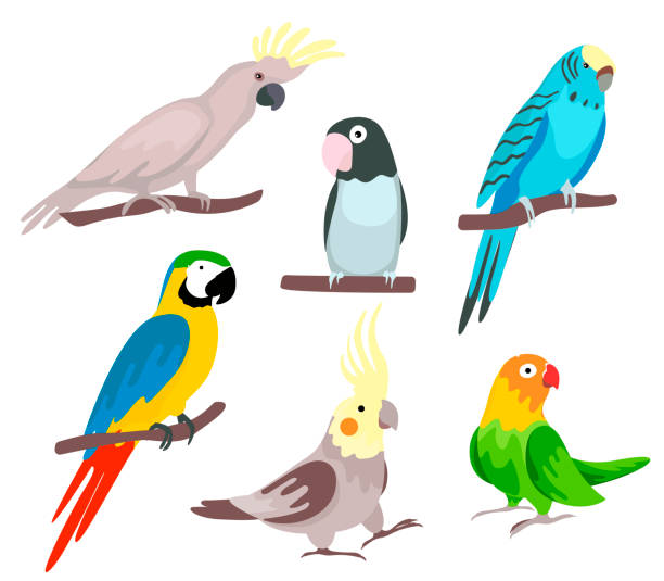  , Cartoon Of A Parrot Jungle Ilustraciones, Gráficos Vectoriales Libres De Derechos