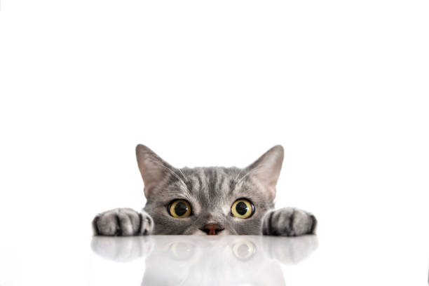 istock British shorthair cat on marble kitchen desk 1307254701