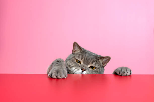 istock British shorthair cat on red desk 1307254702