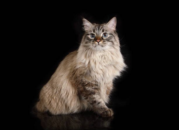 istock Fluffy Siberian cat sitting on a black background 1307254757