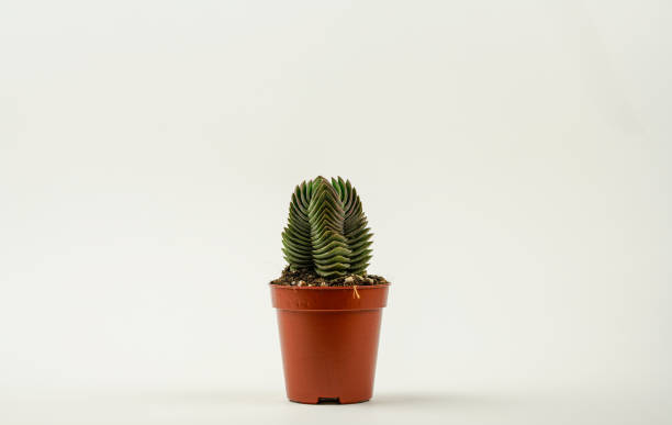 istock Buddha's Temple in pot with white background 1307254778