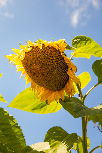 Large sunflower head with ripening seeds against the blue sky