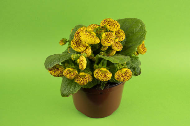calceolaria integrifolia in pot with green background, top view