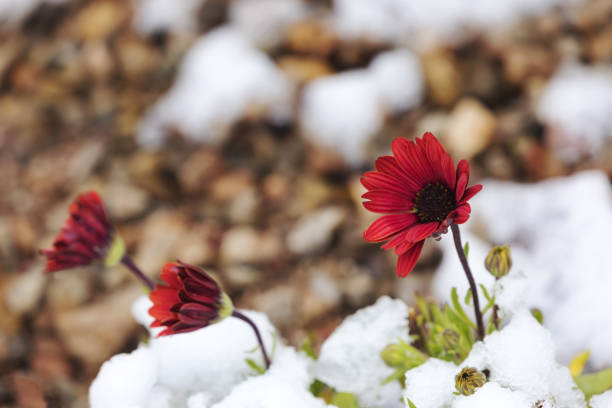 After surprising March snowfall in the desert in Tucson, Arizona, melting snow drips from gazania, African daisy. blossoms as warmth returns