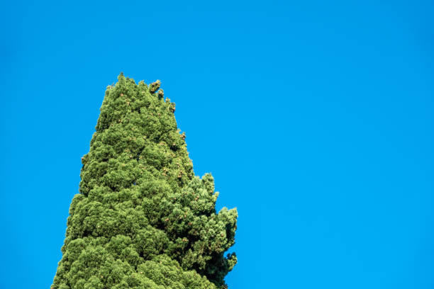 The top of Cupressus tree on blue sky background. Tall evergreen tree with a pyramidal crown
