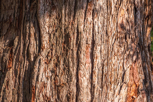 Textura de la corteza del árbol gigante de Sequoiadendron photo