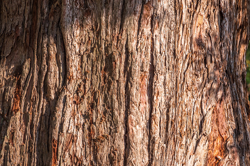 Texture of the bark of Giant Sequoiadendron tree. Sequoiadendron giganteum or giant sequoia, or giant redwood, Sierra redwood, Sierran redwood, Wellingtonia