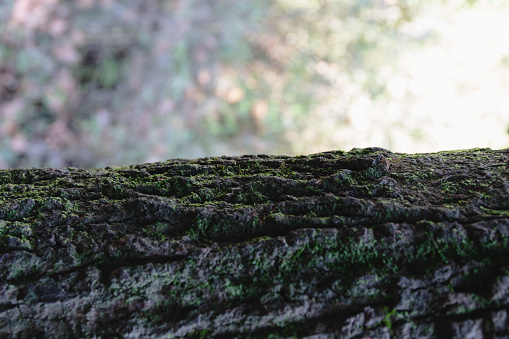 Close up of a tree trunk with green moss growing on its bark