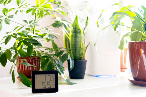 Healthy home. Thermometer and hygrometer. Air humidity measurement. Optimum humidity at home. Thermometer in the interior, among houseplants Healthy home. Thermometer and hygrometer. Air humidity measurement. Optimum humidity at home. Thermometer in the interior, among houseplants. hygrometer photos stock pictures, royalty-free photos & images