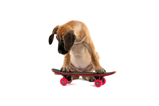 istock brown coloured great Dane puppy dog trying to ride on a skateboard 1307259708