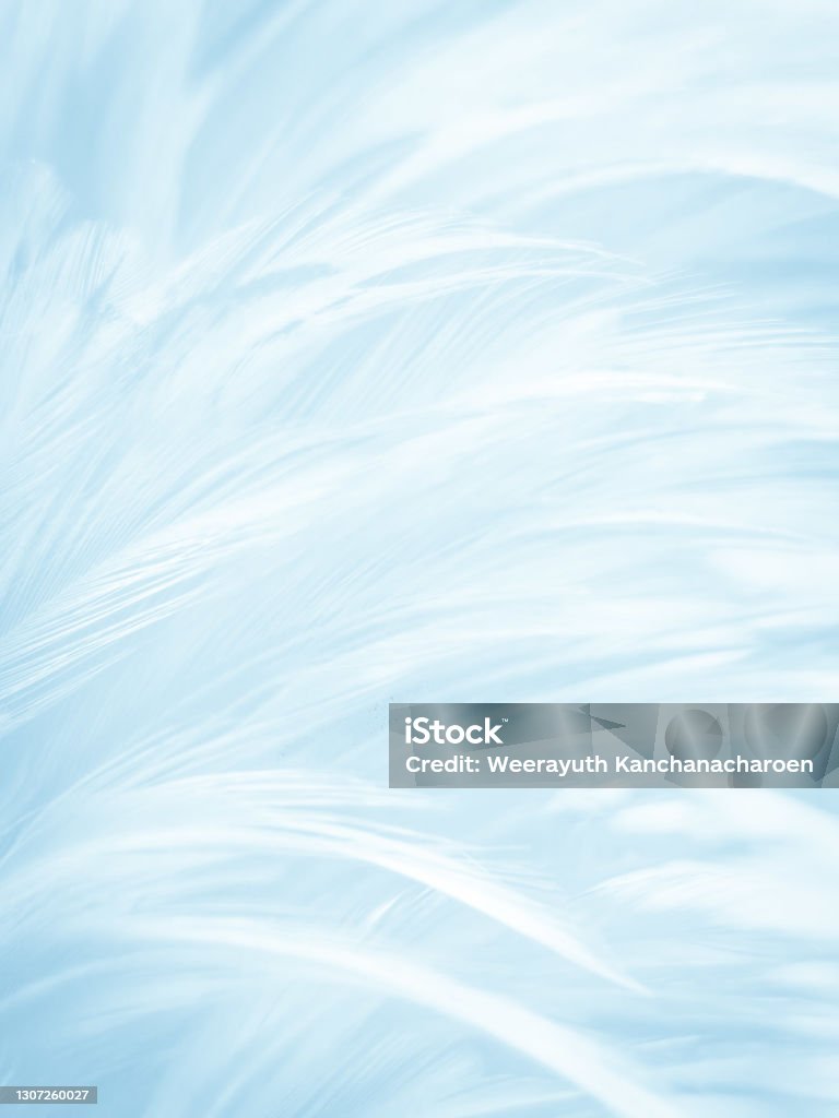 Beautiful Abstract Blue Feathers On White Background Black Feather Texture  And Blue Background Feather Wallpaper Blue Texture Banners Love Theme  Valentines Day Light Blue Texture Stock Photo - Download Image Now - iStock