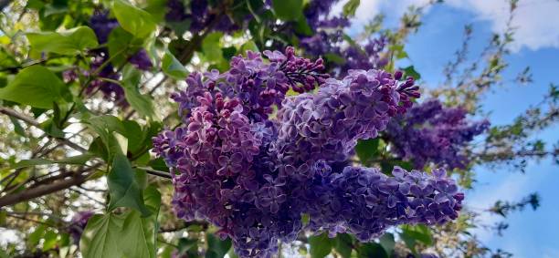 Spring lilac flowers. Close up photo of violet lilac branches on blue sky stock photo