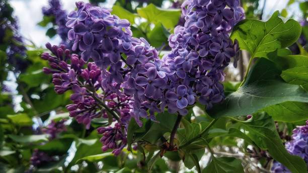 Spring lilac flowers. Close up photo of violet lilac branches. stock photo
