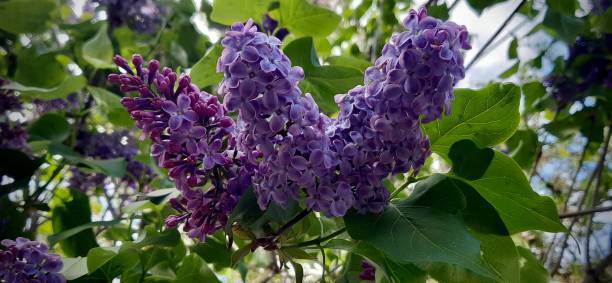 Spring lilac flowers. Close up photo of violet lilac branches. stock photo