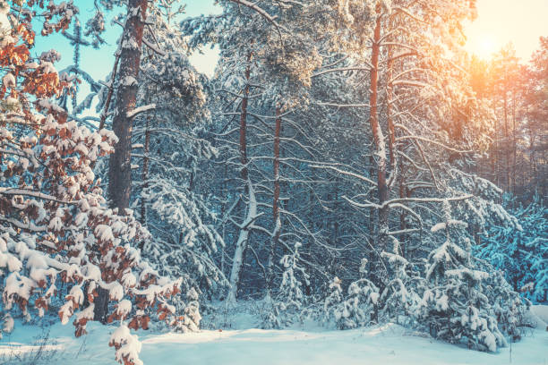 istock Snowy forest on a sunny winter day. Pine trees covered with snow. Winter nature 1307261186