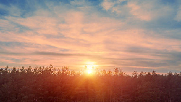 istock The sun rises over the pine forest 1307261195