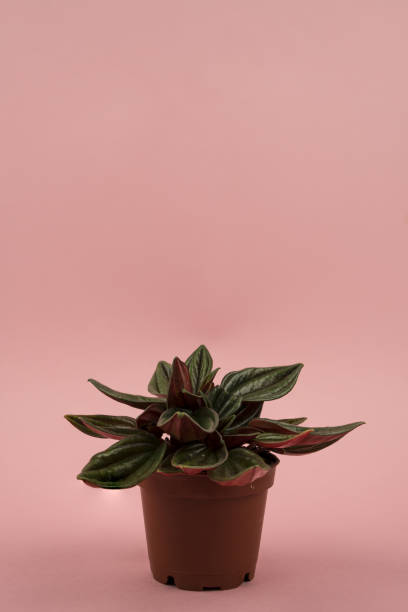 istock peperomia caperata in pot with pink background 1307262631