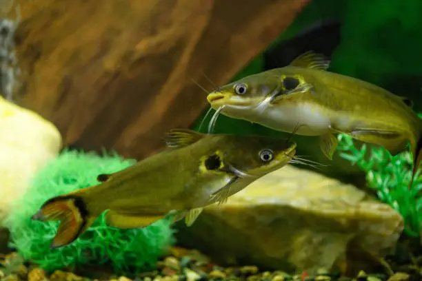 Photo of Fish Catfish Peacock Eye in the aquarium (Horabagrus brachysoma)