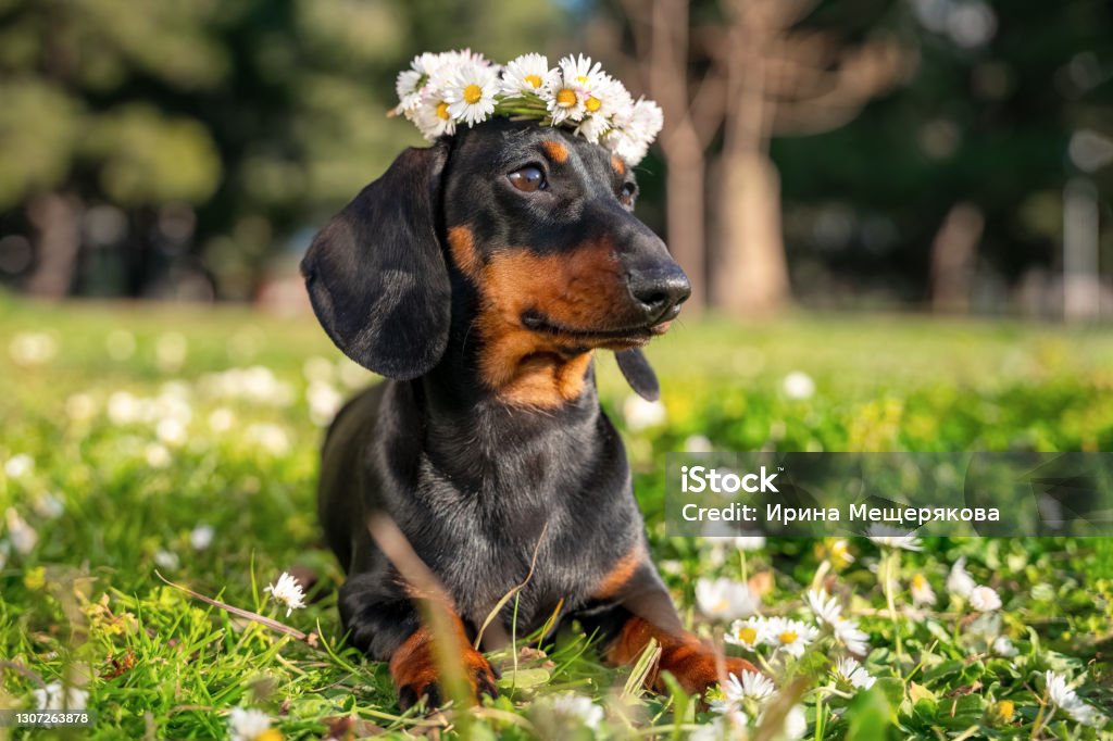 portrait funny dachshund puppy with a wreath of white daisies on his head lies on a green meadow portrait funny dachshund puppy with a wreath of white daisies on his head lies on a green meadow. Summer Stock Photo