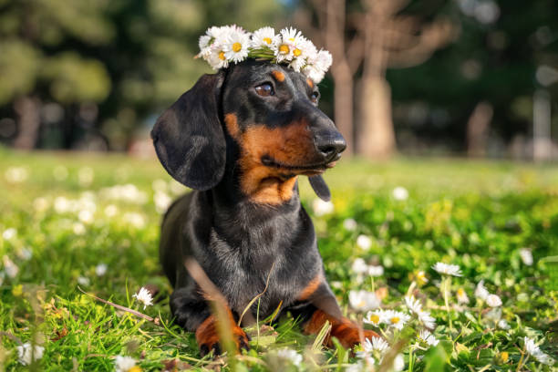 portrait funny dachshund puppy with a wreath of white daisies on his head lies on a green meadow portrait funny dachshund puppy with a wreath of white daisies on his head lies on a green meadow. floral crown photos stock pictures, royalty-free photos & images
