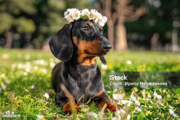 Portrait Funny Dachshund Puppy With A Wreath Of White Daisies On His Head Lies On A Green Meadow Stock Photo - Download Image Now