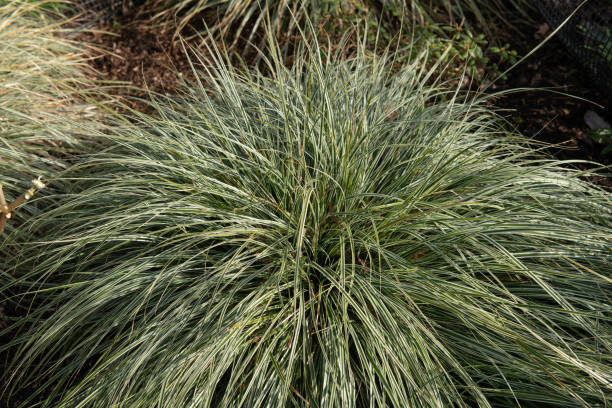 Striped Green and White Foliage of an Evergreen Japanese Sedge Plant (Carex oshimensis 'Everest') Growing in a Herbaceous Border in a Garden in Rural Devon, England, UK Carex oshimensis is a Grassy Sedge and Native to Japan carex pluriflora stock pictures, royalty-free photos & images