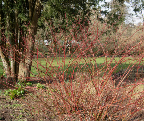 Bright Red Winter Stems on a Variegated Dogwood Shrub (Cornus alba 'Gouchaultii') Growing in a Herbaceous Border on a Bright Sunny Day in Rural Devon, England, UK Cornus alba is a Deciduous Shrub that has Bright Red Stems in Winter and Spring cornus sanguinea stock pictures, royalty-free photos & images