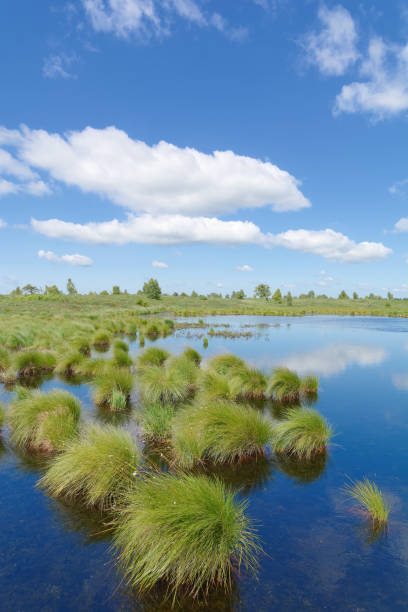 istock purple Moor grass(Molinia caerulea) in Hohes Venn,the Eifel,Germany 1307263950